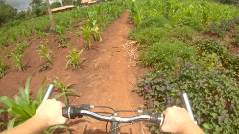 A-point-of-view-action-shot-looking-down-at-a-white-mans-hands-on-a-handle-bar-while-riding-a-bike-on-a-rural-dirt-path-past-maize-gardens-in-Africa