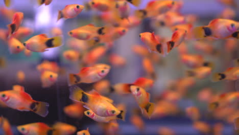 beautiful-fish-in-fish-tank