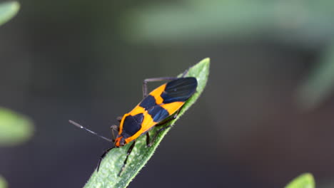 Gran-Macro-Escarabajo-Algodoncillo