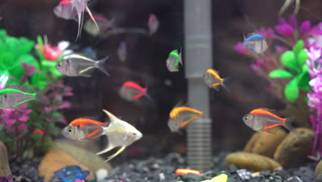 Regenbogenfische-Im-Aquarium