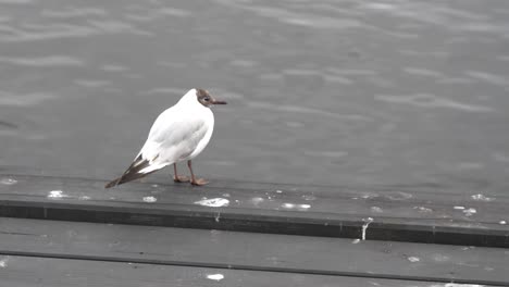 Brown-headed-gull-on-dock,-static-handheld