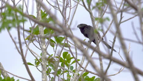 smooth-billed-ani-perched-amongst-trees