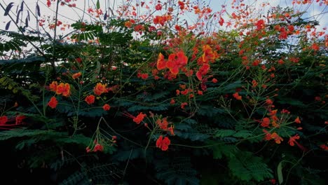 Büschel-Hübscher-Rot-gelber-Blüten-Wiegen-Sich-In-Der-Sanften-Morgenbrise