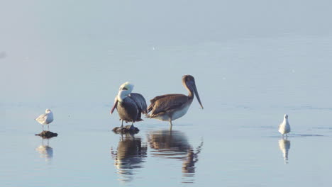 Braune-Pelikane,-Die-Sich-Im-Ozean-Mit-Vorbeifliegenden-Möwen-Putzen