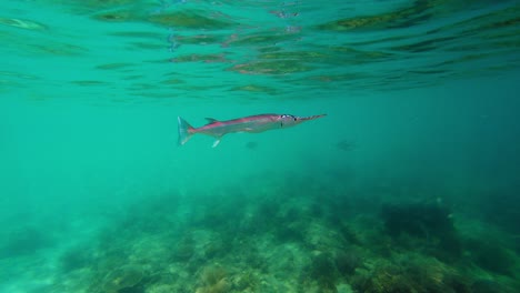An-underwater-footage-of-two-barracuda-fish-swimming-in-an-ocean-in-Philippines