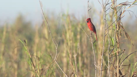 red-northern-cardinal-perched-on-branch-calling