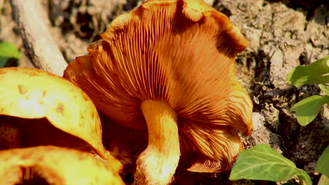 Orange-coloured-fungi-growing-on-a-living-tree-trunk-in-the-village-of-Wing-in-the-county-of-Rutland,-United-Kingdom