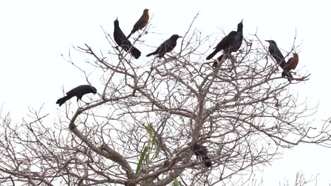 Grackles-Y-Cuervos-En-El-árbol-Volando