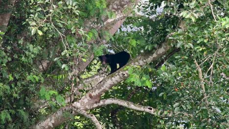 Der-Asiatische-Schwarzbär,-Der-Einen-Fruchtbaum-Herunterklettert,-Ursus-Thibetanus,-Wird-Auch-Als-Asiatischer-Schwarzbär-Bezeichnet