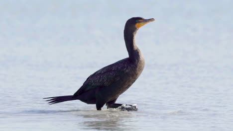 cormorant-walking-on-beach-in-slow-motion