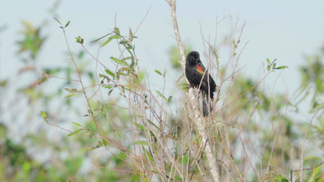 red-winged-blackbird-perched-on-tree