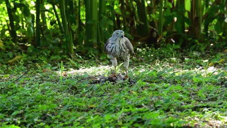 Shikra-Feeding-on-another-Bird-on-the-Ground-,-this-bird-of-prey-caught-a-bird-for-breakfast-and-it-was-busy-eating-then-it-got-spooked-and-took-off