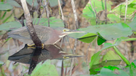 green-heron-in-everglades-swamp-catching-fish