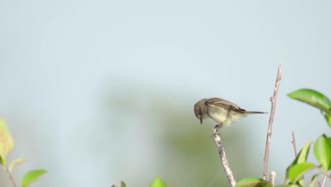 eastern-phoebe-on-branch-in-slow-motion