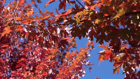 4k-Stock-Footage-Video-Von-Roten-Und-Orangefarbenen-Herbstblättern,-Fallhintergrund