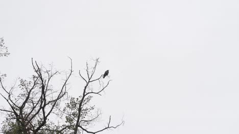 Single-raven-sitting-on-bald-tree-silhouette-against-grey,-cloudy-sky