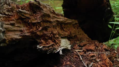 Rotting-tree-trunk,-Wissahickon-Creek