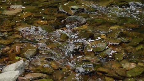 Wasser-Fließt-über-Steine-Am-Wisshaickon-Creek