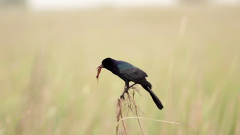 grackle-catches-worm-and-flies-away-with-it