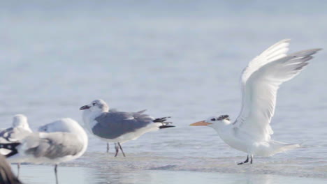 royal-tern-flying-at-beach-and-landing-in-ocean