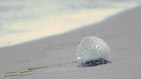 portuguese-man-of-war-jellyfish-on-sand-coast-at-beach-with-waves-in-background