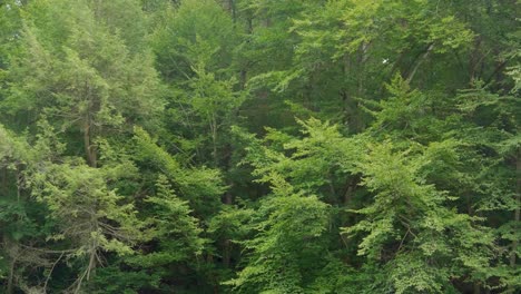 Forest-grove-in-Pennsylvania-near-Wissahickon-Creek