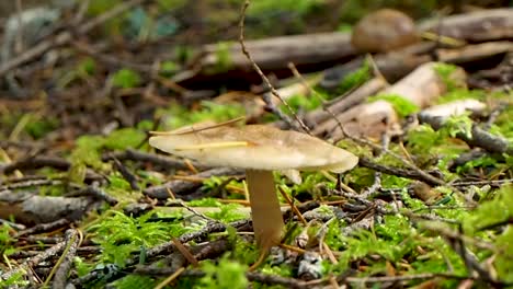 close-up-shot-of-mushroom-with-leaf-falling-to-the-ground