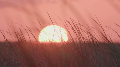 Everglades-Sonnenuntergang-Mit-Sawgrass-Im-Vordergrund