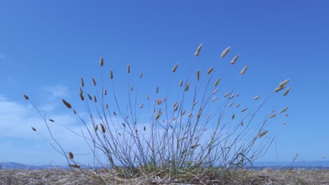 Wild-grass-swaying-in-the-wind-on-a-blue-sky-background-on-a-sunny-day-with-clouds