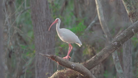 white-ibis-on-tree-flying-away-in-cypress-swamp