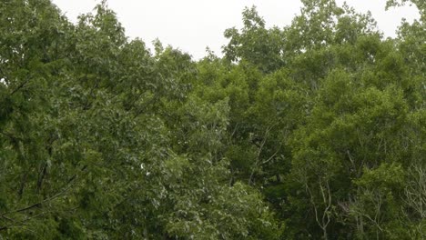 El-Viento-Sacude-Los-árboles-Del-Bosque-En-Pennsylvania
