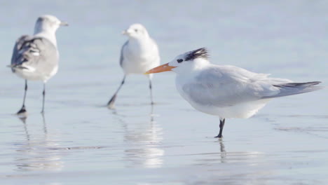 royal-tern-with-seagulls-fighting-in-background-at-beach-ocean