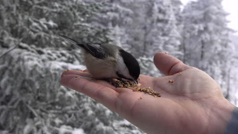 Tit-bird-eating-in-man-hand