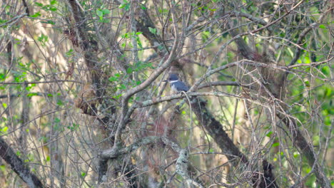 belted-kingfisher-in-cypress-swamp-dome