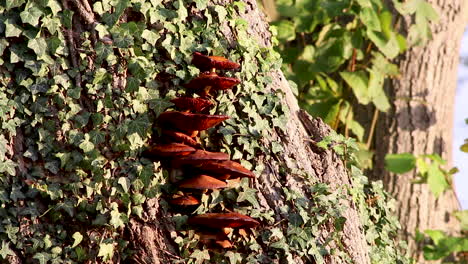 Orange-coloured-fungi-growing-on-a-living-tree-trunk-in-the-village-of-Wing-in-the-county-of-Rutland,-United-Kingdom