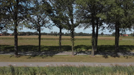 Luftrückzug-Zeigt-Eine-Saubere-Asphaltierte-Landstraße-In-Den-Niederlanden-Mit-Einer-Reihe-Von-Bäumen,-Die-Einen-Korridor-Mit-Getreidefeldern-Im-Hintergrund-Vor-Blauem-Himmel-Bilden