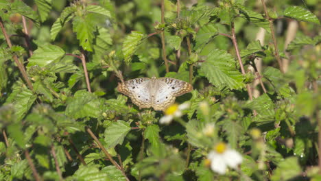 Schmetterling,-Der-Auf-Grünen-Pflanzen-Ruht