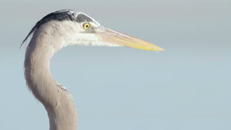 Great-Blue-Heron-Closeup-Mit-Meerwasser-Im-Hintergrund