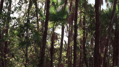 Everglades-Palm-Vio-Repollo-Balanceándose-En-El-Viento-Con-El-Sol
