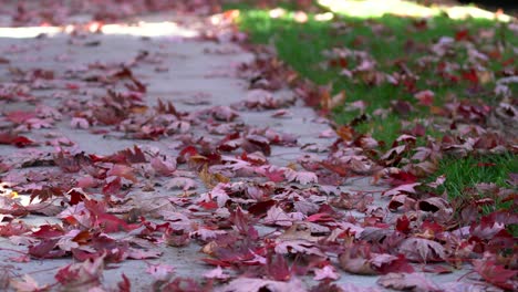 4K-stock-footage-video-of-red-maple-leaves-fallen-on-the-sidewalk