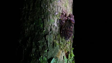 Esta-Cigarra-Gigante-Trepando-Un-árbol-En-La-Noche,-Megapomponia-Intermedia,-Encontrada-En-Las-Selvas-De-Tailandia