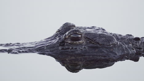 alligator-closeup-swimming-in-water-slowly