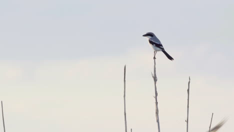 shrike-perched-while-birds-swoop-down