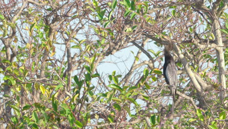 anhinga-yawning-in-tree-with-green-and-yellow-leaves