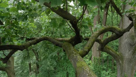 Complex-tree-branch,-Wissahickon-Creek