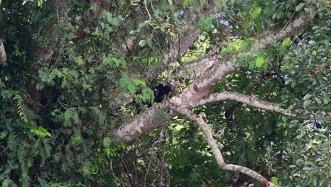 Der-Asiatische-Schwarzbär,-Der-Einen-Fruchtbaum-Herunterklettert,-Ursus-Thibetanus,-Wird-Auch-Als-Asiatischer-Schwarzbär-Bezeichnet