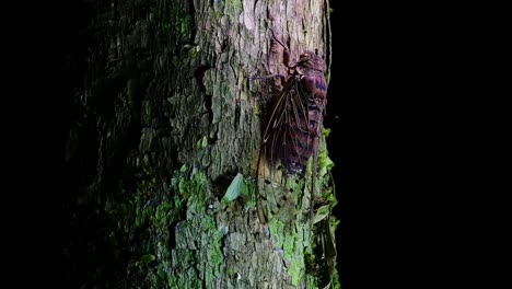 This-Giant-Cicada-Climbing-a-Tree-in-the-Night,-Megapomponia-intermedia,-found-in-the-jungles-of-Thailand