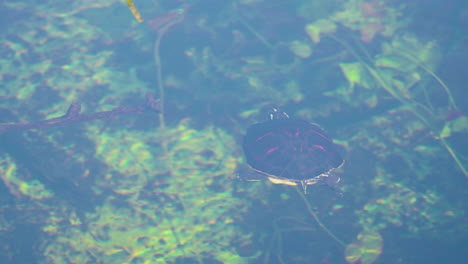 Florida-Rotbauchschildkröte-Schwimmen-Im-Sumpfwasser-Der-Everglades