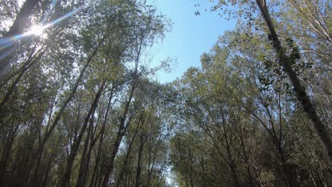 Bäume,-Garten-Und-Pfad-Im-Hanshiqiao-Feuchtgebiets-Nationalpark,-Peking,-China