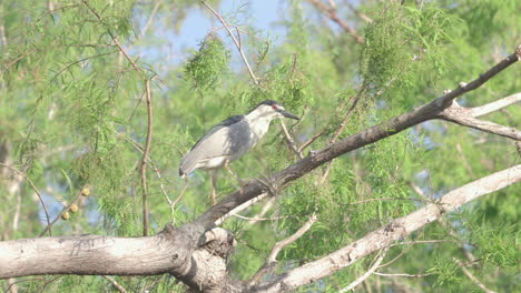 black-crowned-night-heron-on-tree-branch